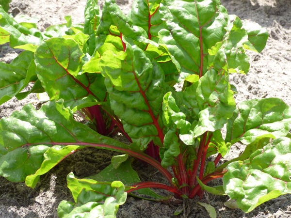 Swiss chard